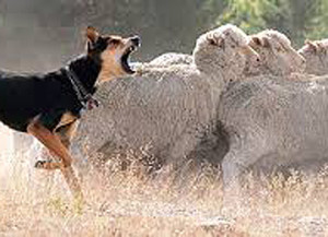 4-dog on the farm imagesN4DLZ529