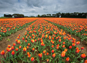 6-stock-photo-68457723-tulip-farm-in-edendale-new-zealand[1]