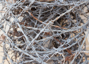 Knotty farm problems untangle barbed wire mess